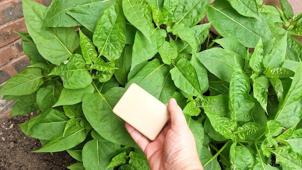 A hand holding a bar of soap atop some garden plants.