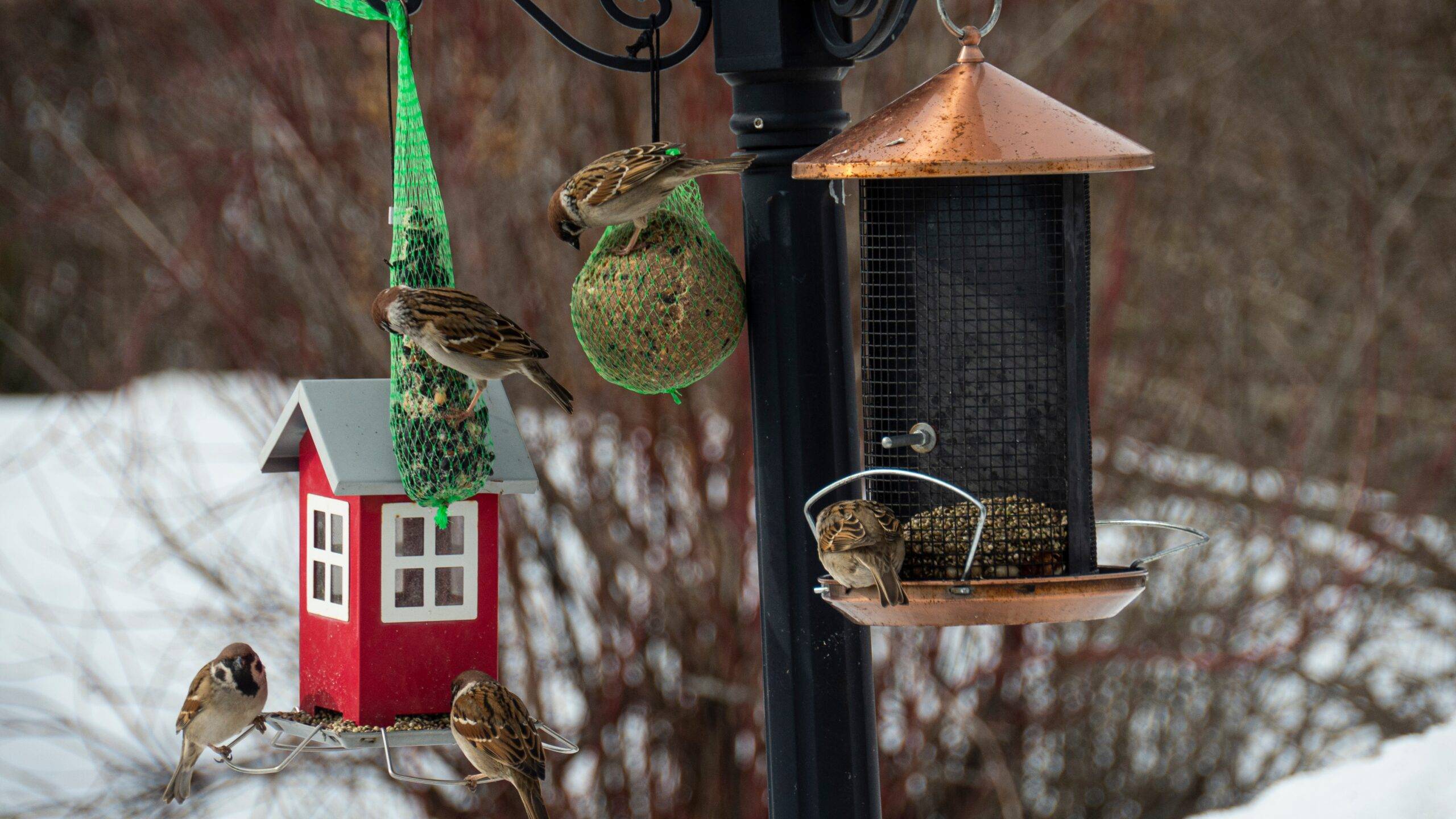 sparrow came to a feeder to have some delicacies during a spring day.