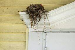 How To Stop Birds From Nesting Around Your Home