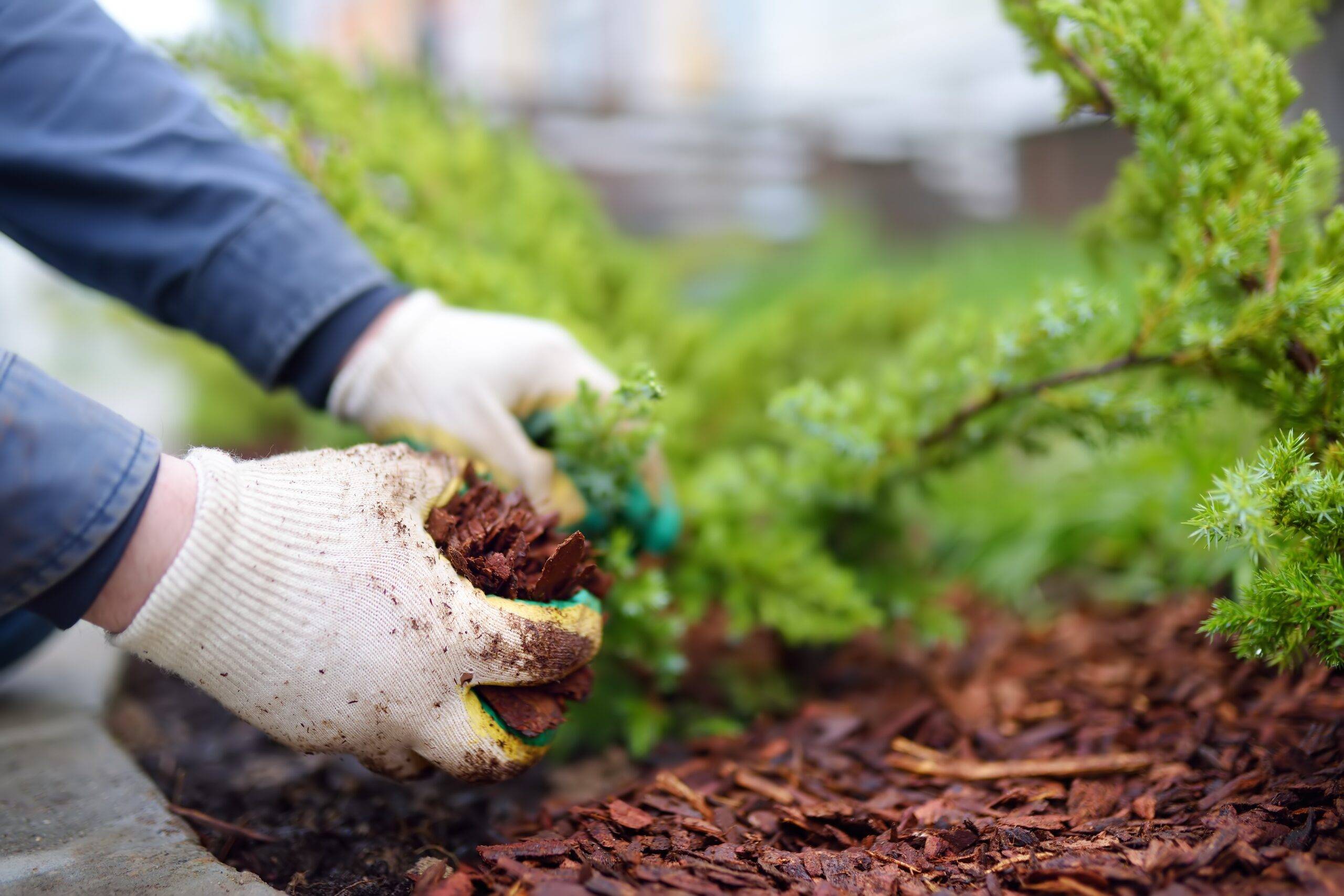 A person placing a layer of mulch atop a garden plant.