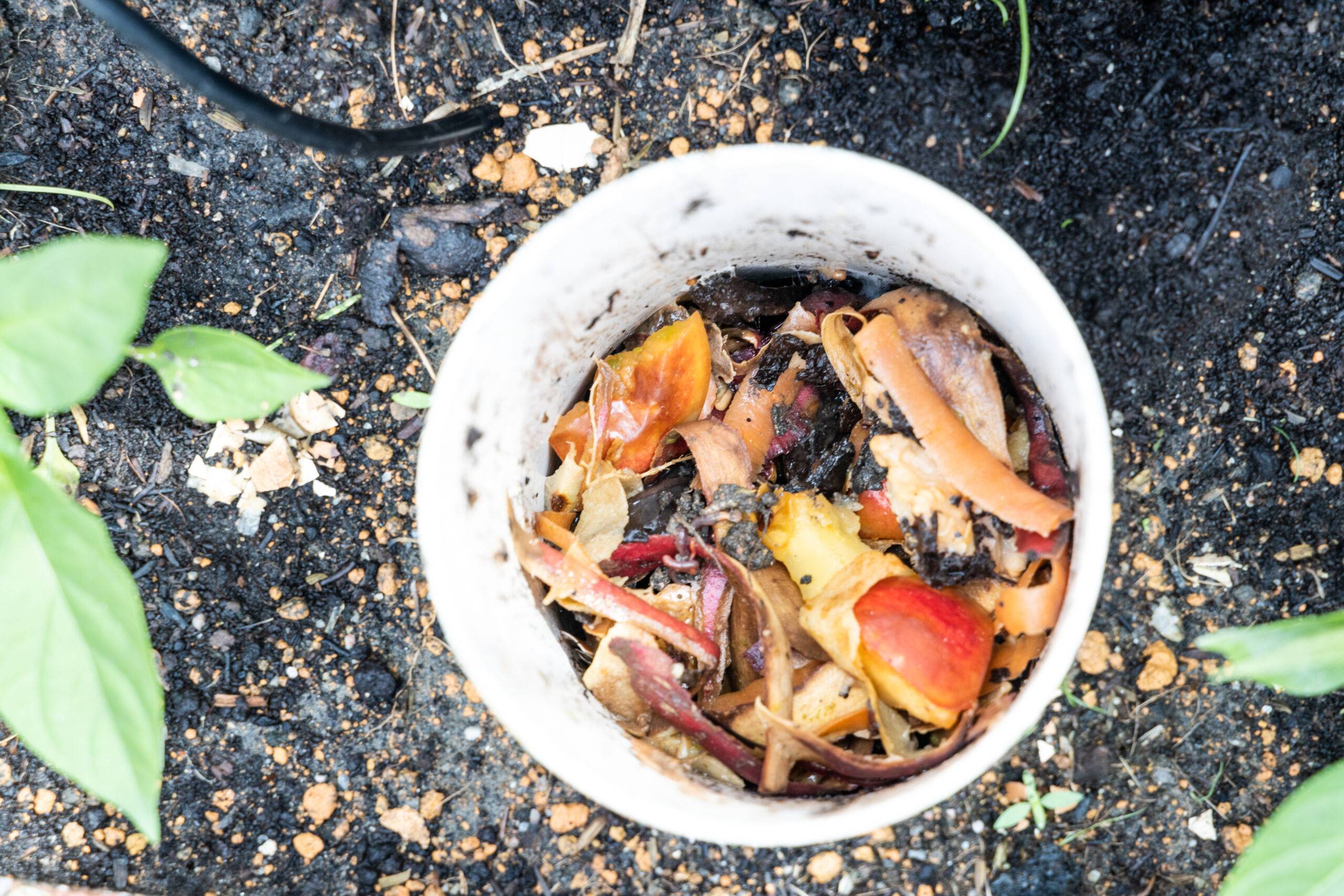 Close-up view of kitchen waste and red wriggler earthworms in worm tower for vermicomposting in garden