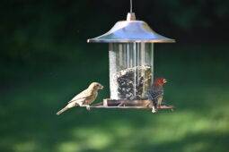 Easy Ways To Stop Birds From Flying Into Your Windows