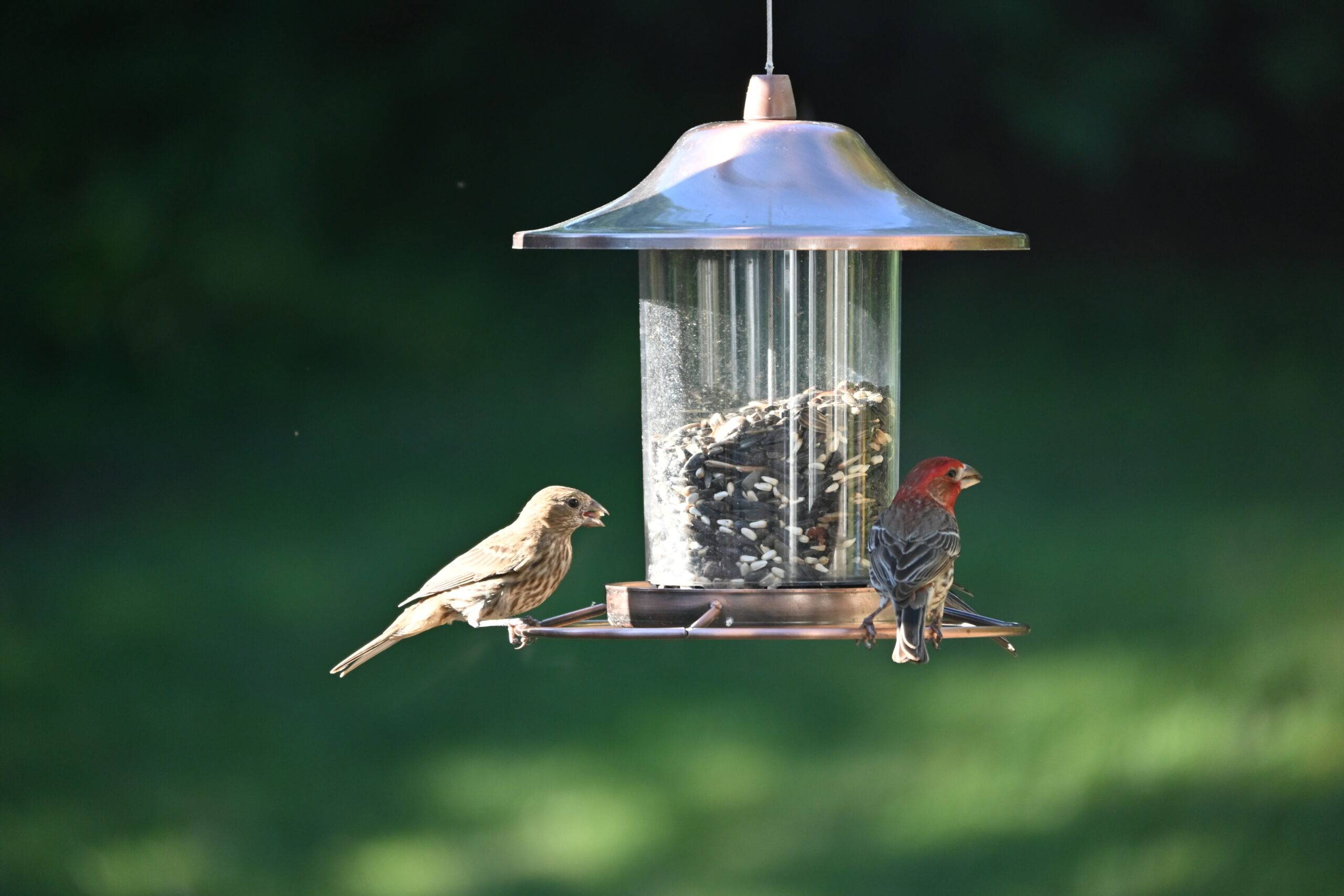 A closeup shot of a bird feeder with two house finches in the park.