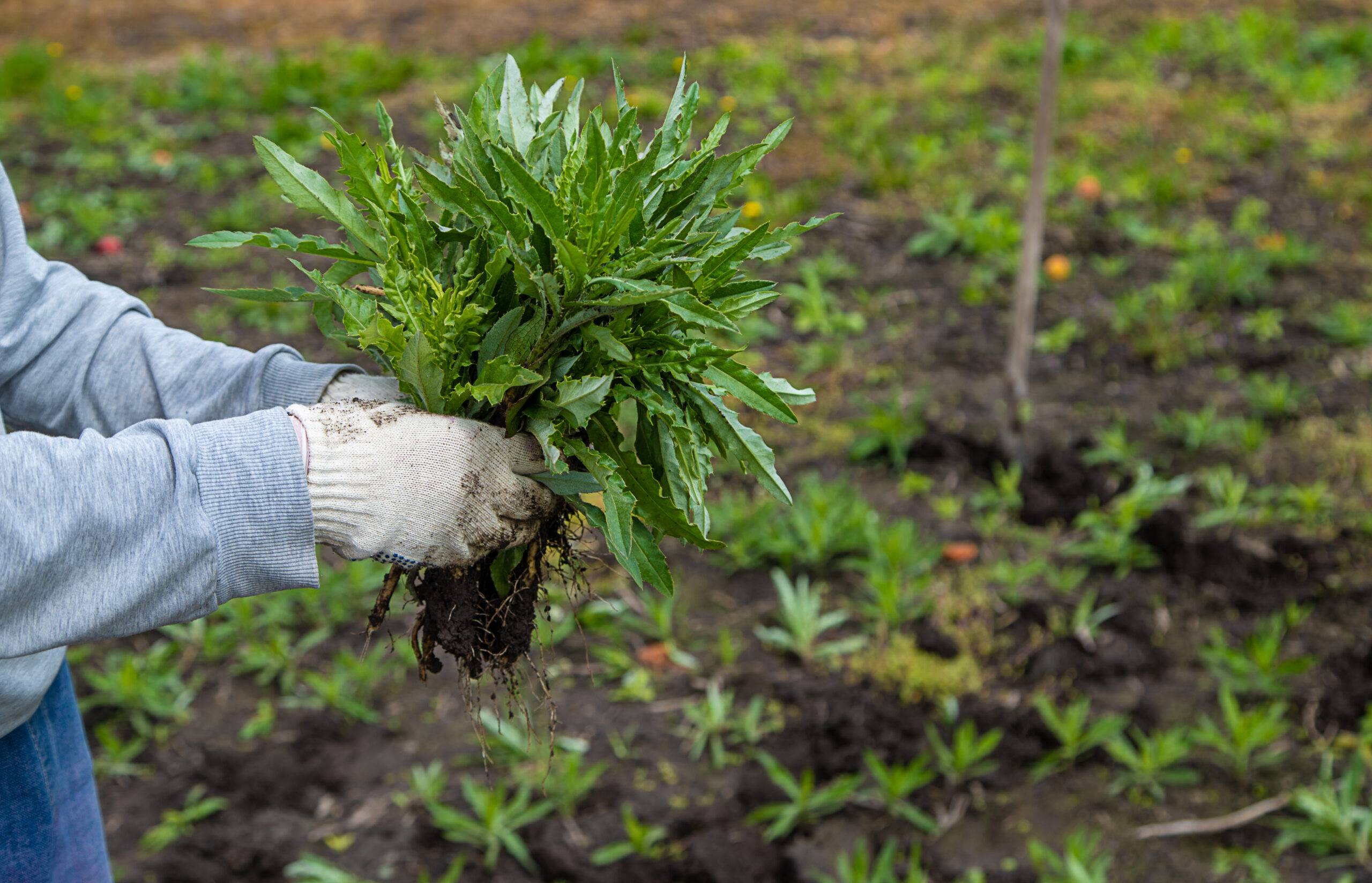 Digging up the weed sow thistle in the garden. Selective focus. Nature.