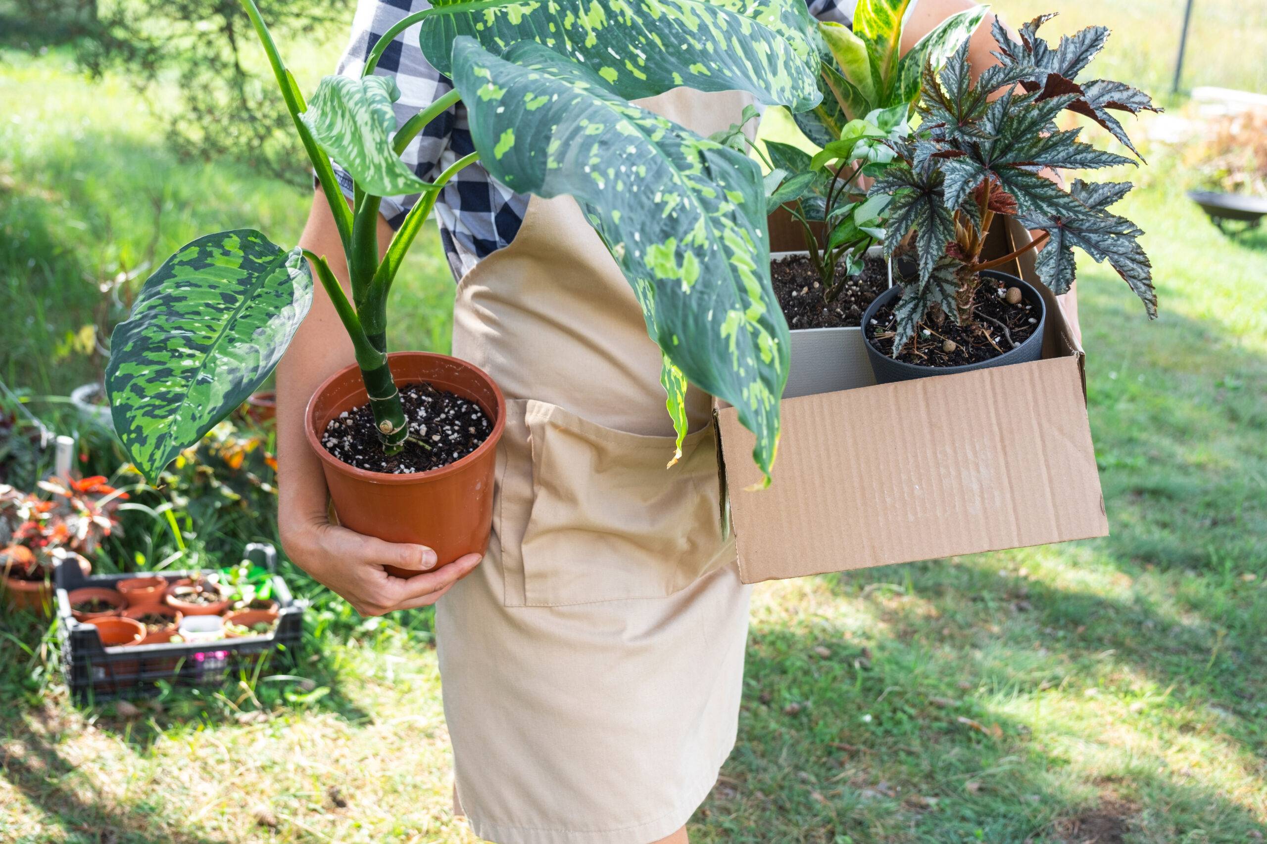 Florist packs potted house plants into a box for delivery to the buyer. Sale, safe shipment of plants from the store, parcel. Flower shop, home small business, plant nursery