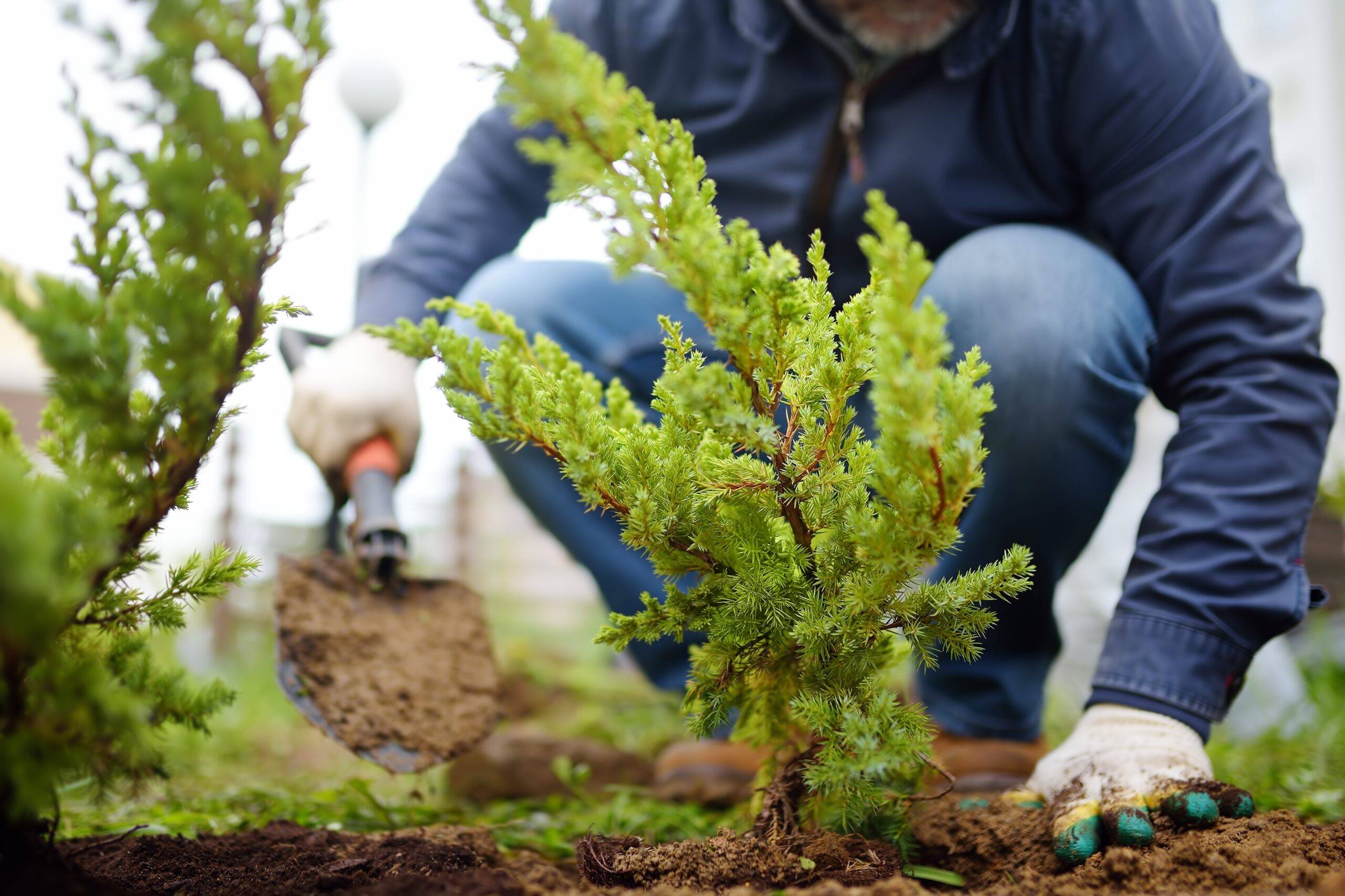 A person knelt in a garden planting a shrub starter.