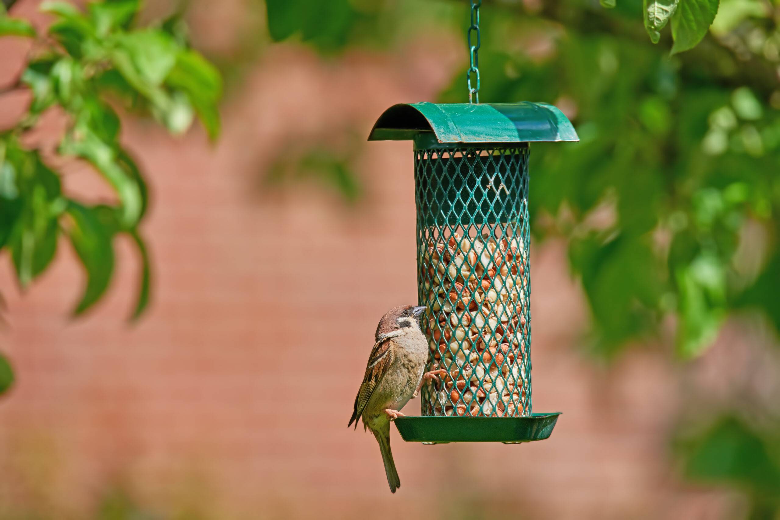 Garden sparrow. A photo of a garden sparrow (Denmark)