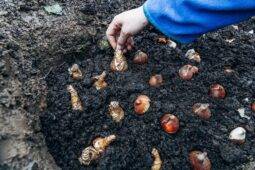 Your Complete September Gardening Checklist