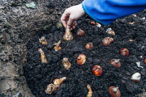 A hand planting bulbs in some soil.