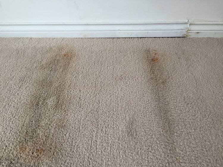 A moldy carpet.