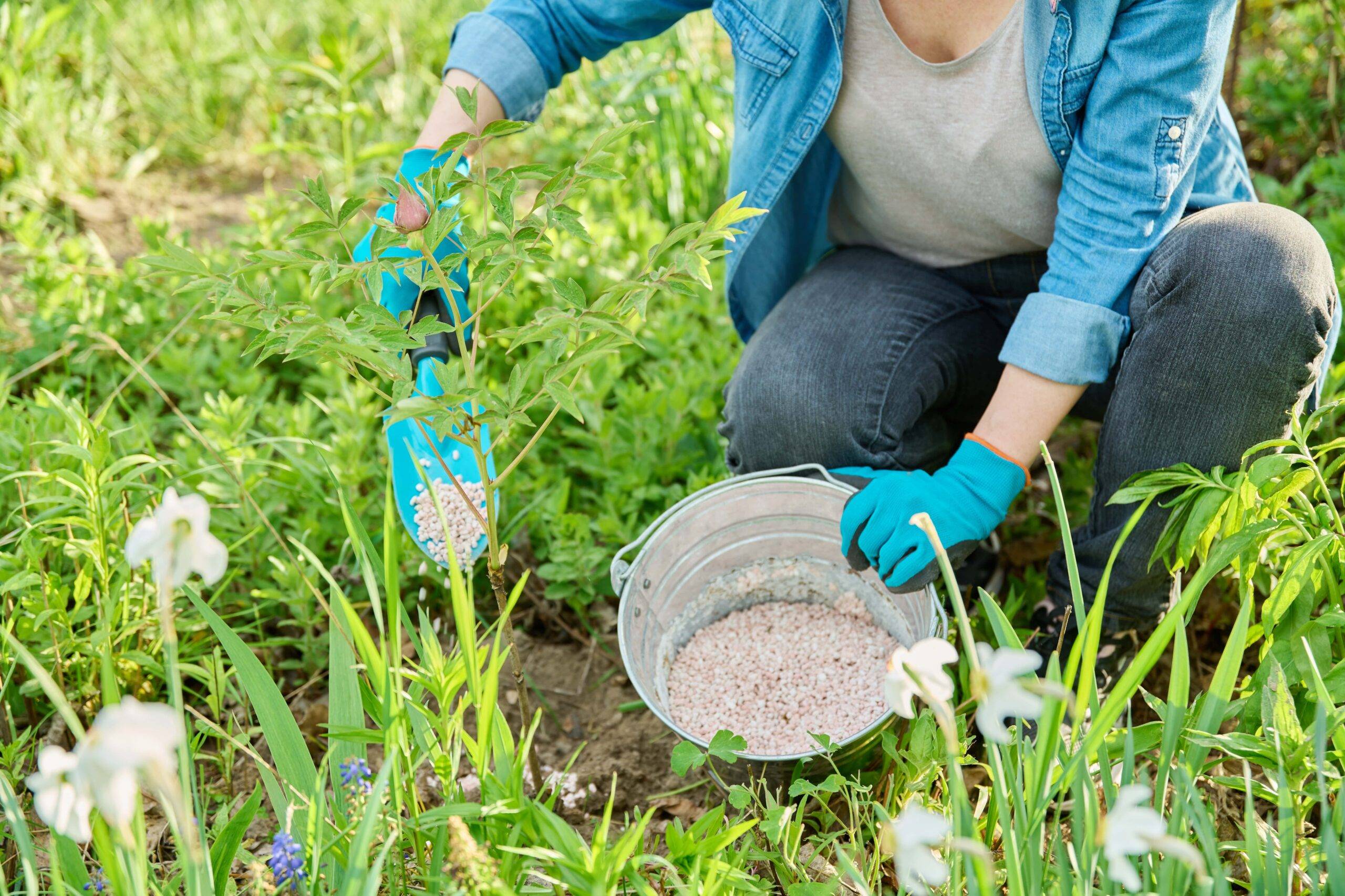 A woman knelt down spreading fertilizer on her lawn.