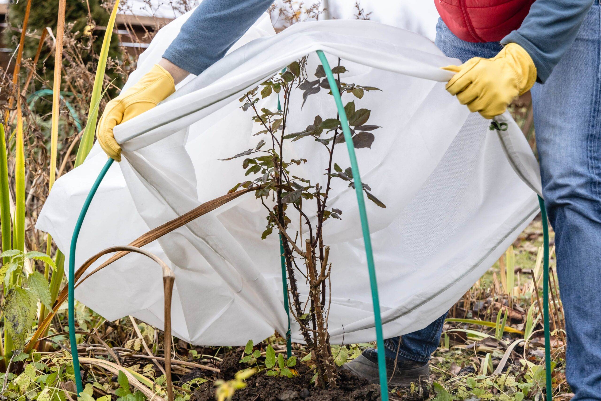 A gardener putting a cover over a young tree.