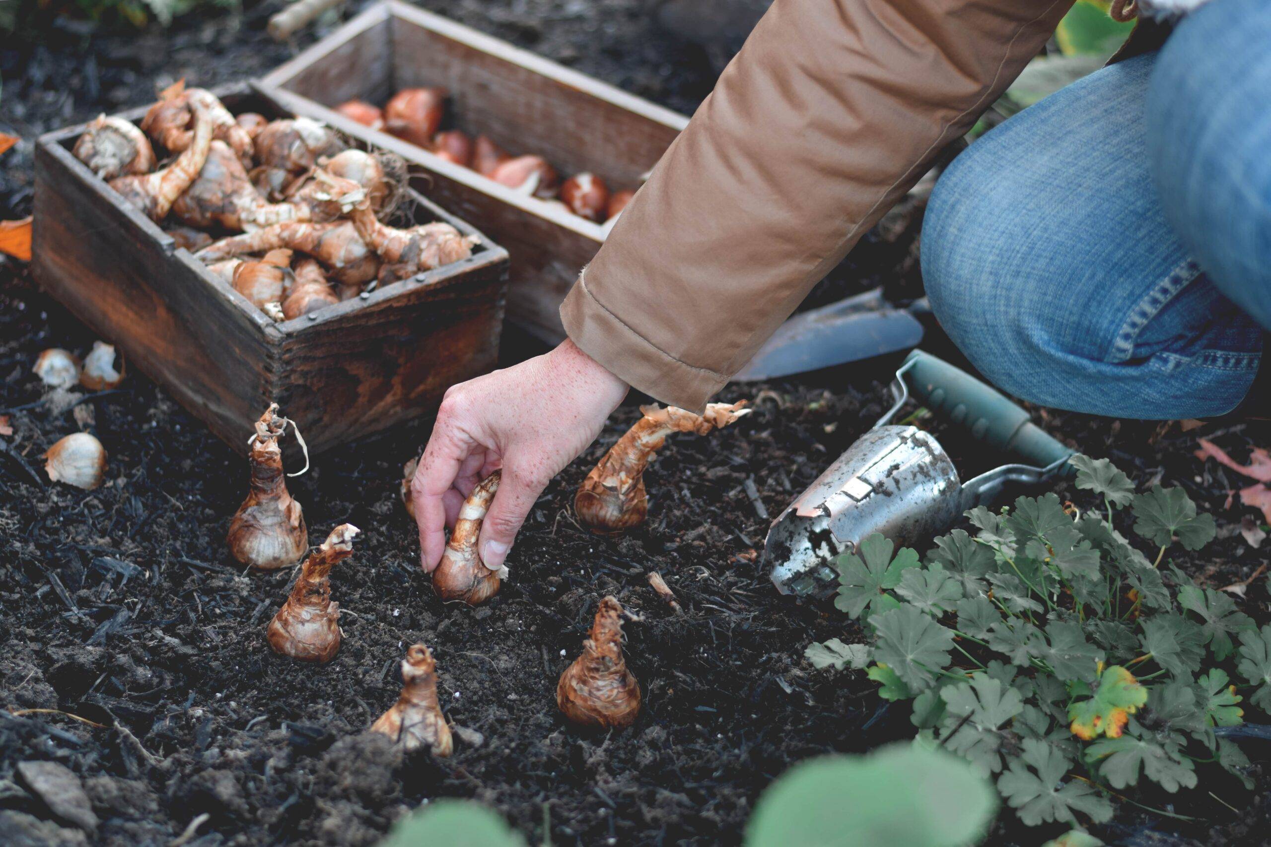 A person planting bulbs in a garden.