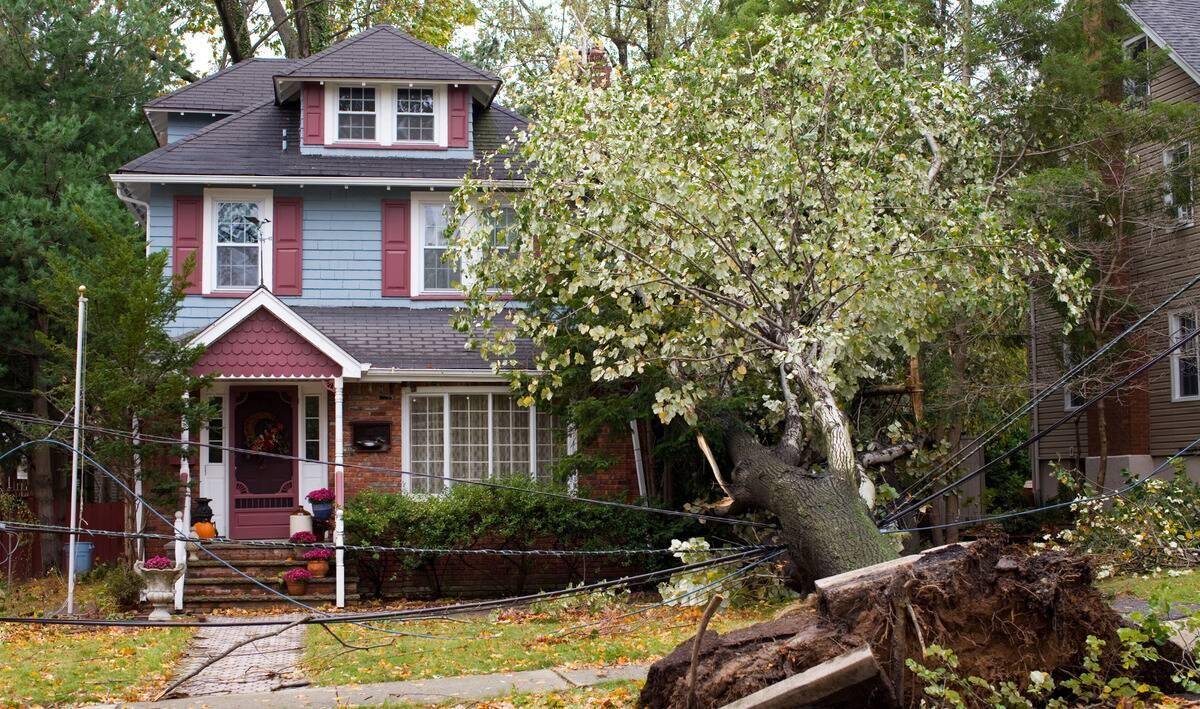 A tree on a boulevard having fallen onto the house it was in front of.