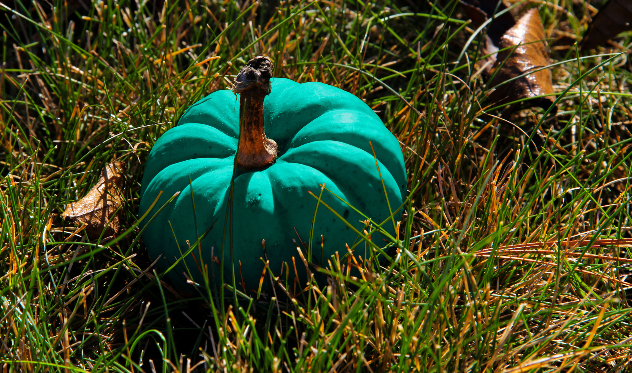 A teal pupmkin sitting in some grass in the sunshine.
