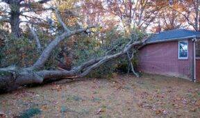 What To Do About A Neighbors Tree That’s Growing Onto Your Property