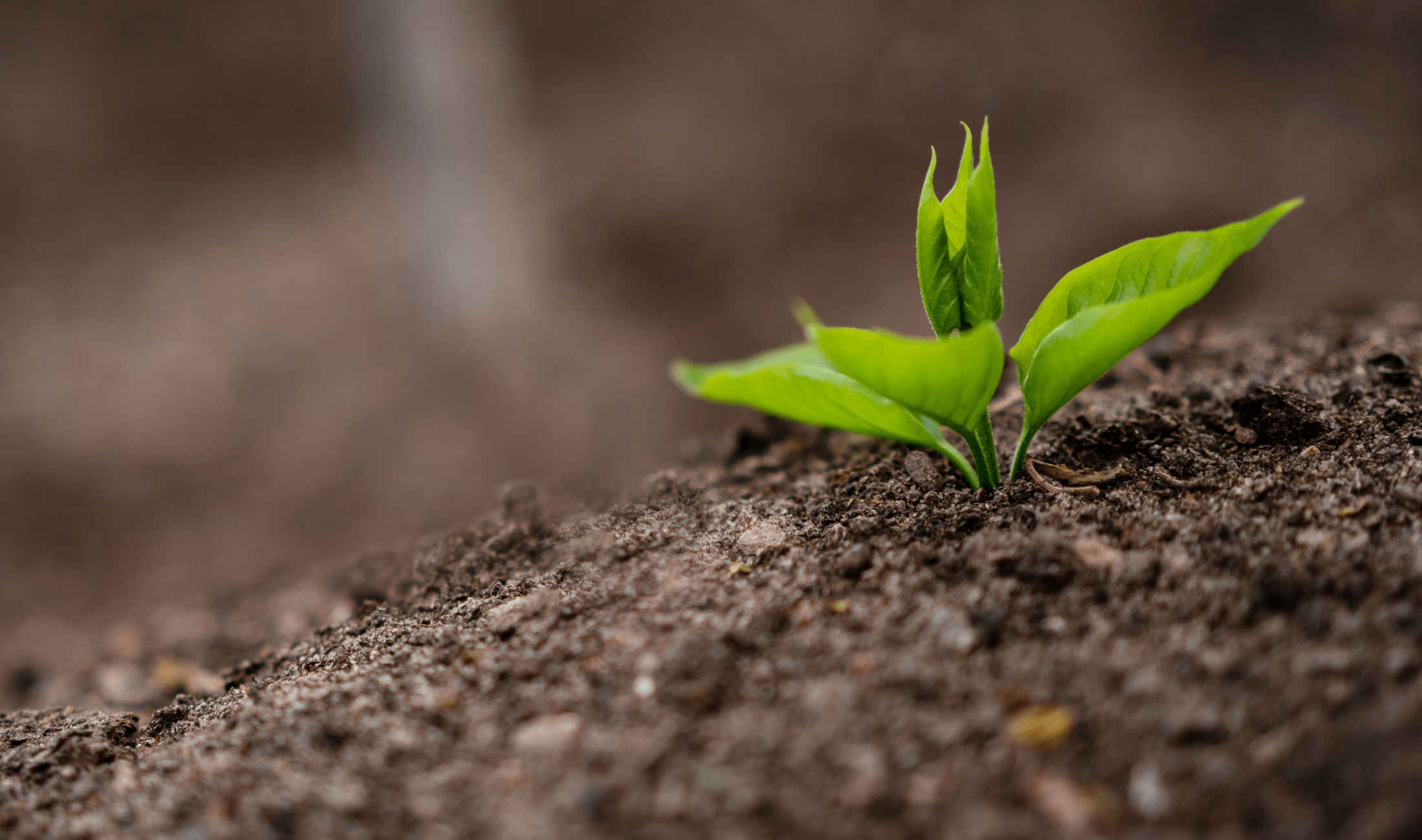 A single sprout growing through some soil.
