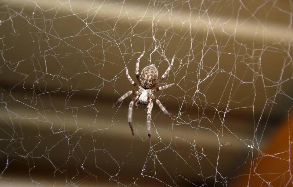 A spider in a disjointed web.