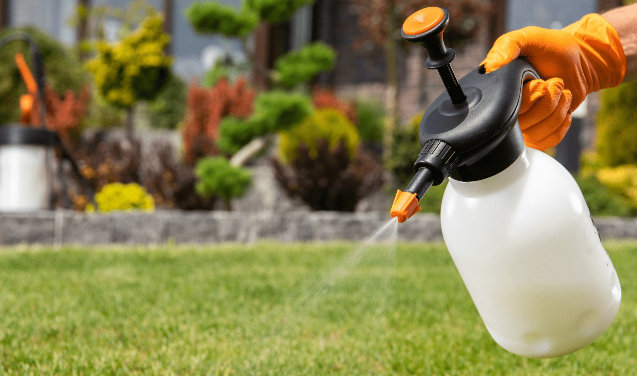 A gloved hand holding a large spray bottle, spraying some grass.