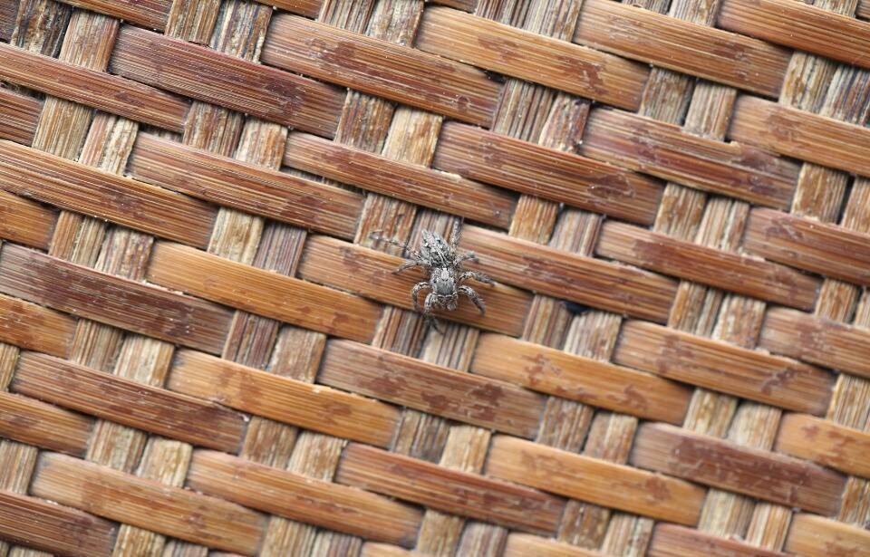 A spider on a wicker chair.