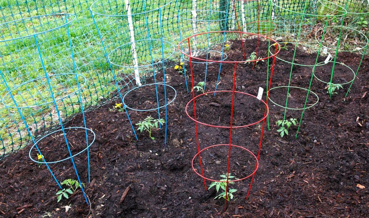 A small garden bed housing early-stage vegetable plants, a tomato cage around each.