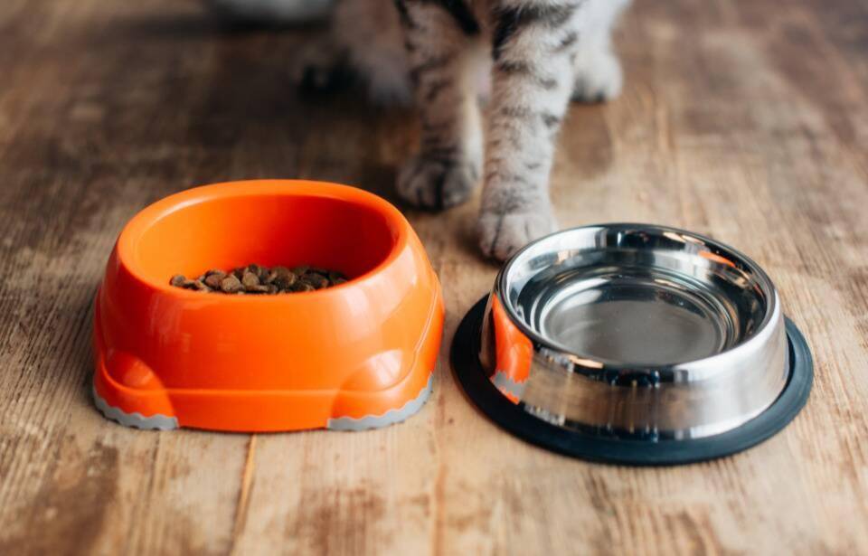 A cat sitting in front of two bowls, one for food, one for water. 