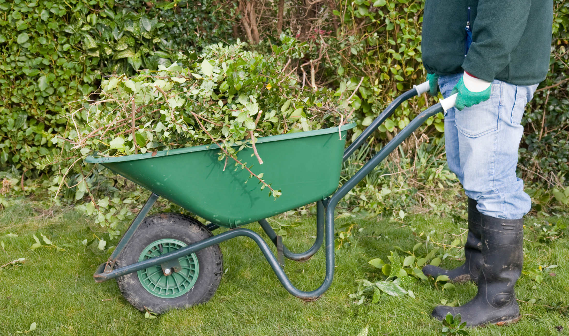 A person holding a wheelbarrow full of plant cuttings.