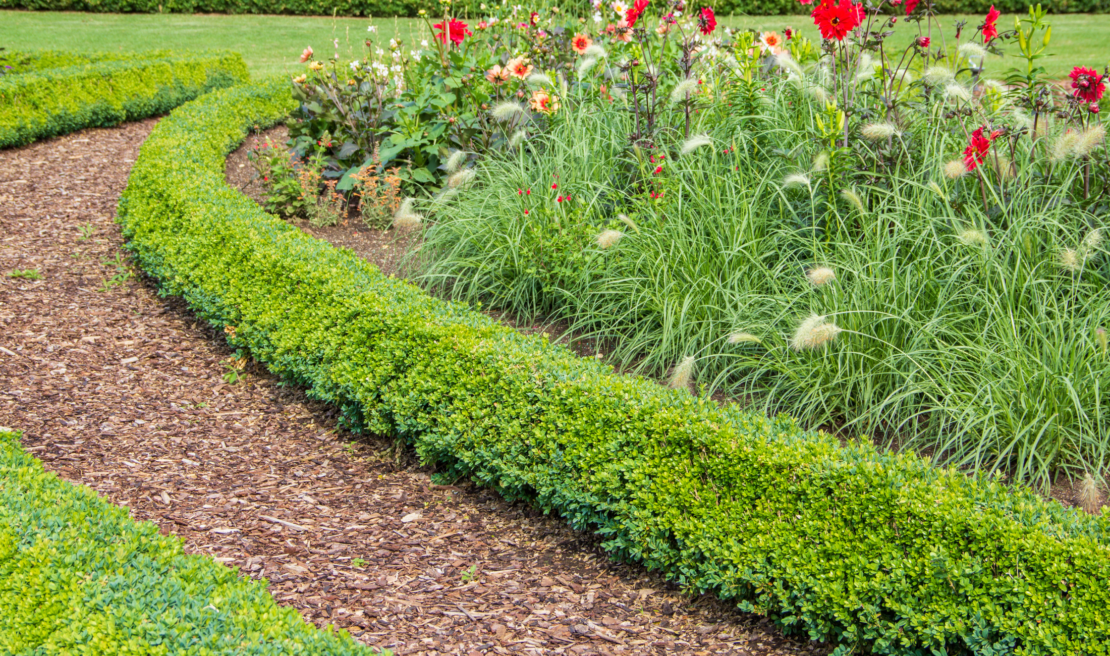 A garden with a wood chip path.