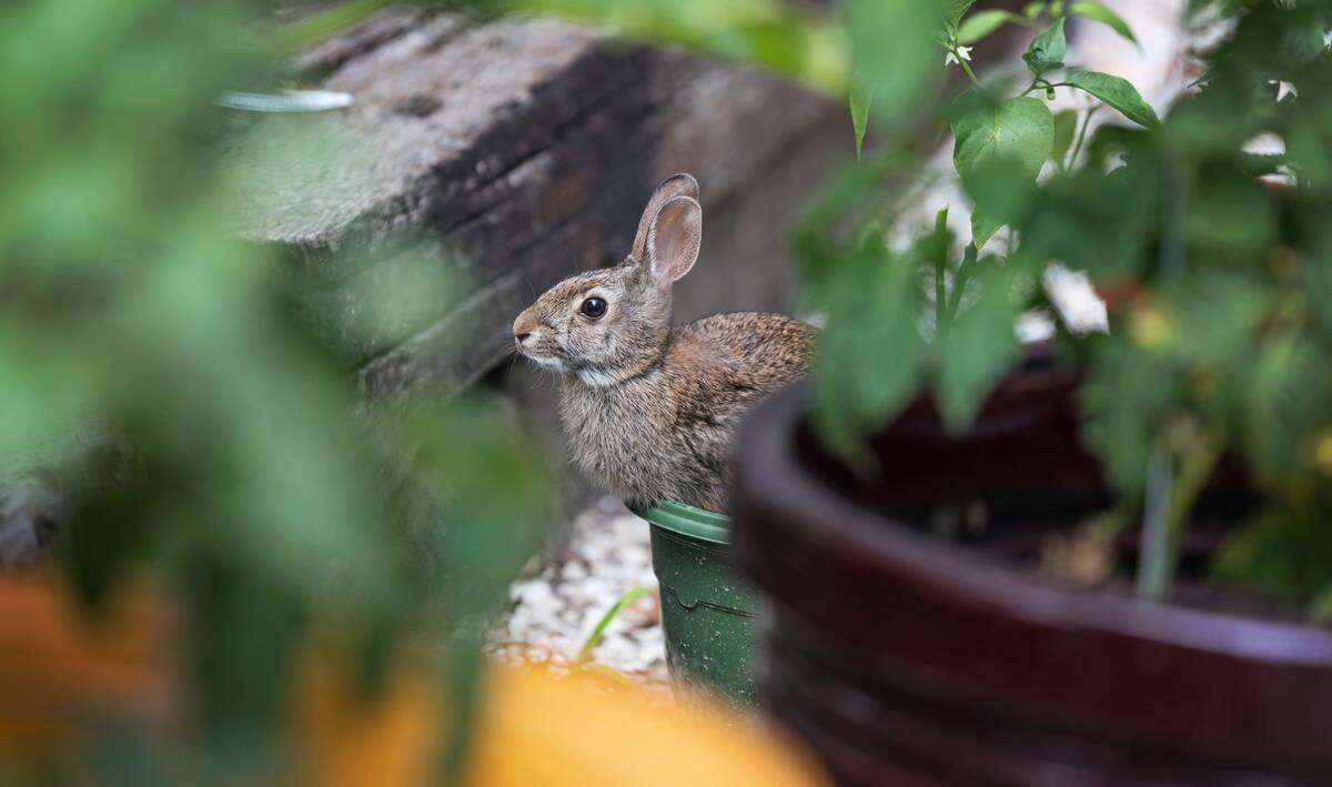 A rabbit in a garden, as seen through the leaves of plants.