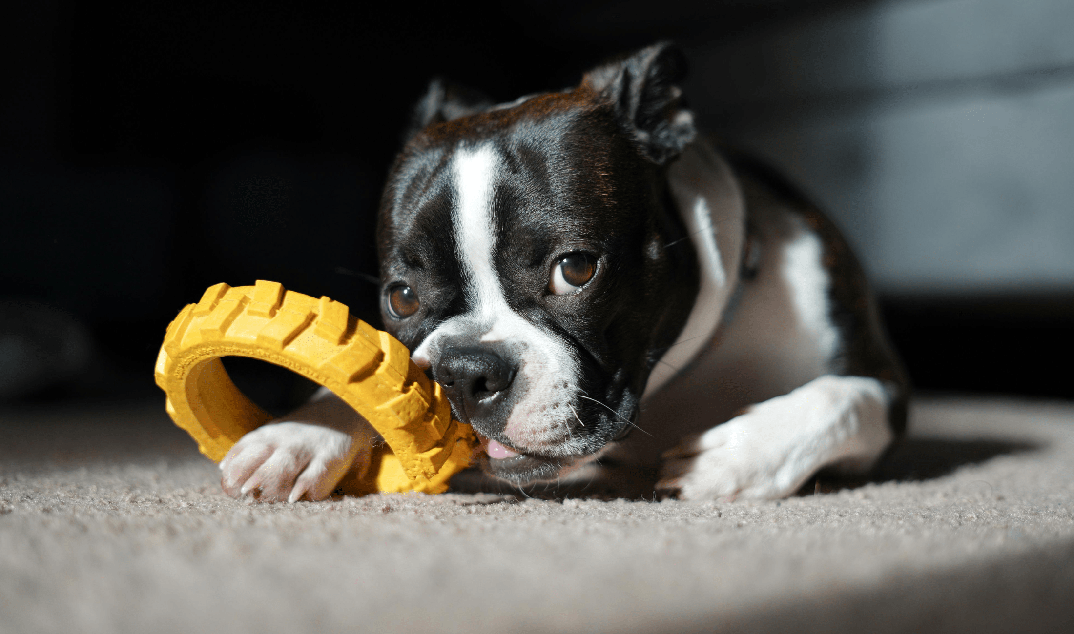 A black and white french bulldog laying on the ground, chewing on a yellow rubber ring.