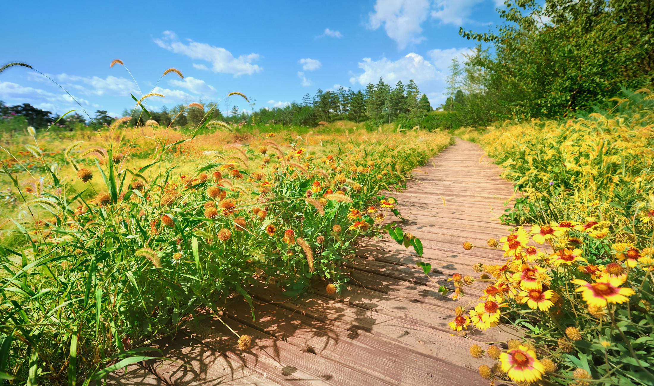 A garden with a wood plank path.