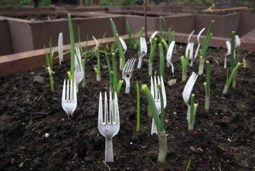 Rows of plastic forks in a garden, prongs up, stuck between plants.