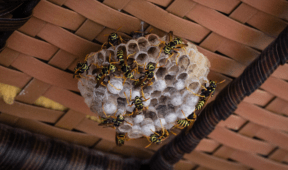 The 5 Best Wasp Sprays For Keeping Your Yard Sting-Free