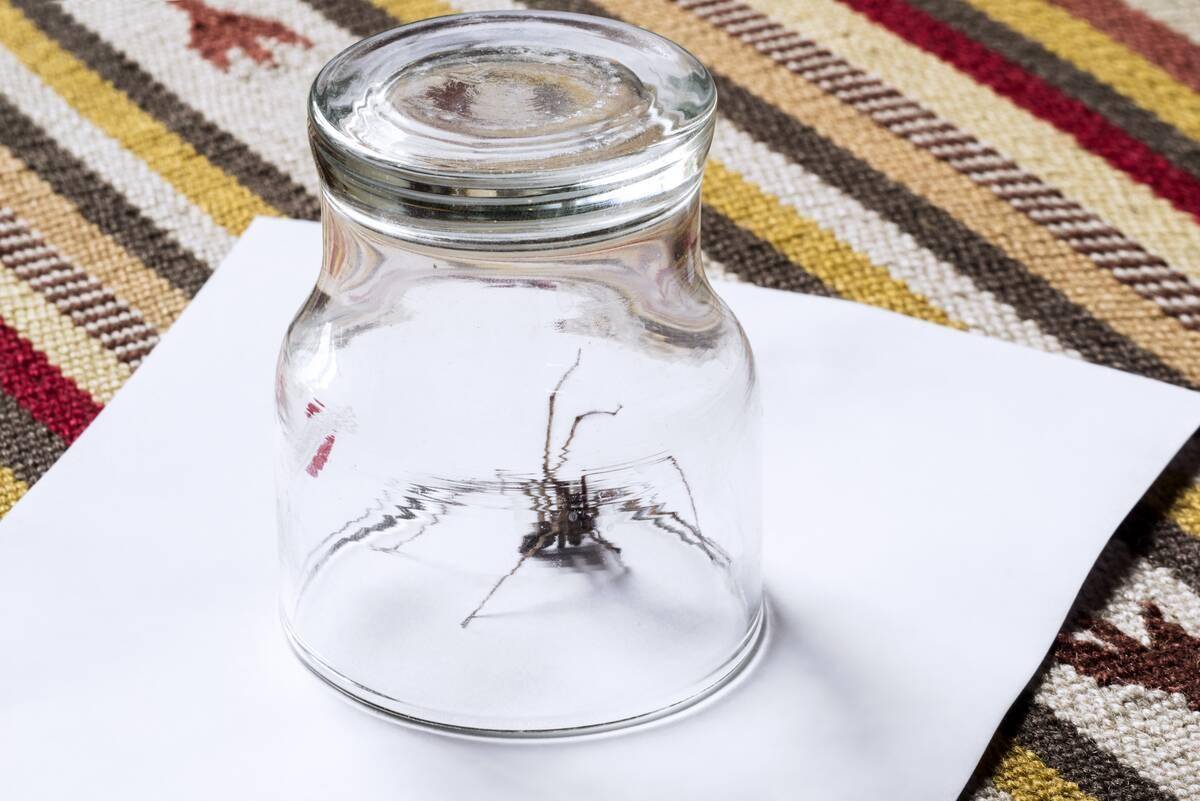 A spider underneath a jar.