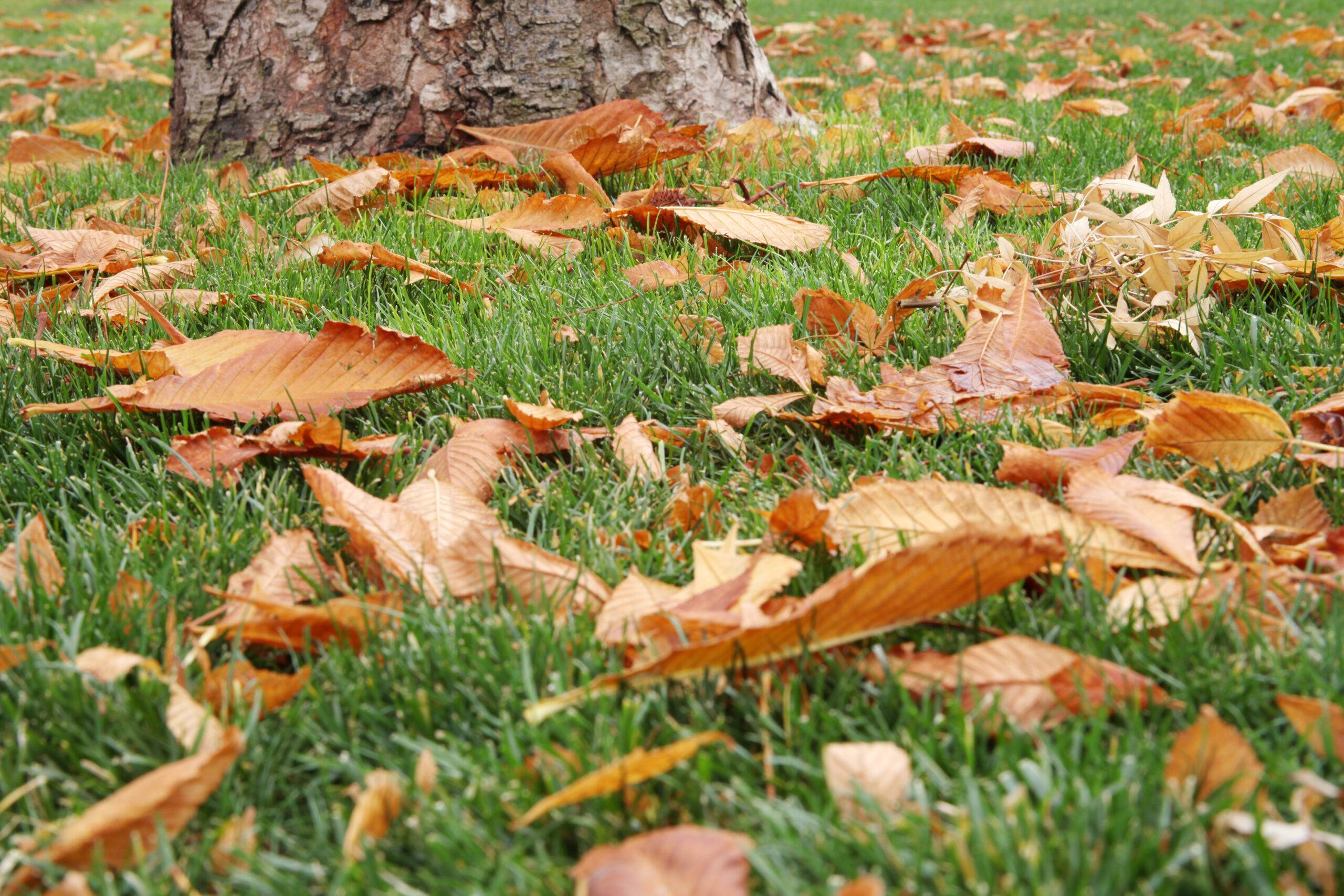 lOOSE, BROWN AUTUMN LEAVES SCATTERED ON GRASS NEXT TO A TREE.
