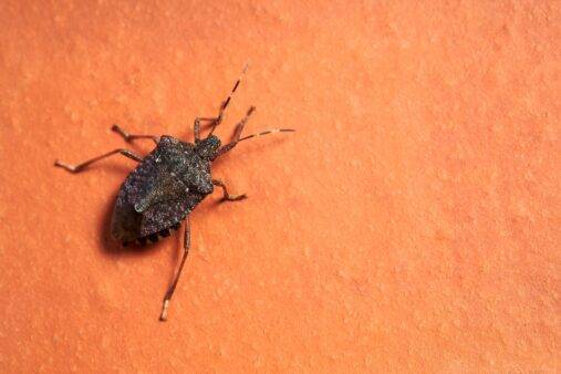 A stinkbug against an orange wall.