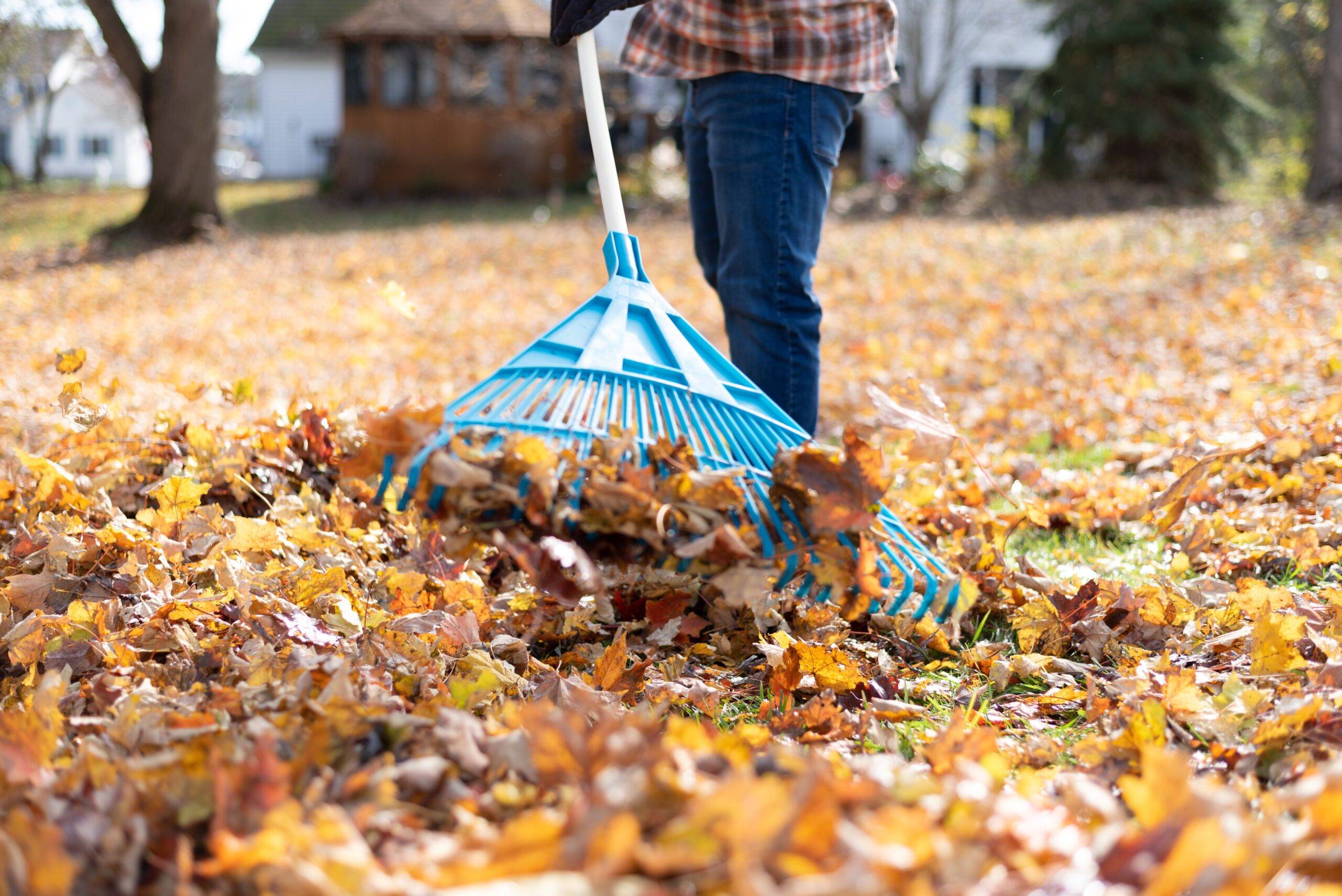 Man raking leaves in the backyard on a fall day