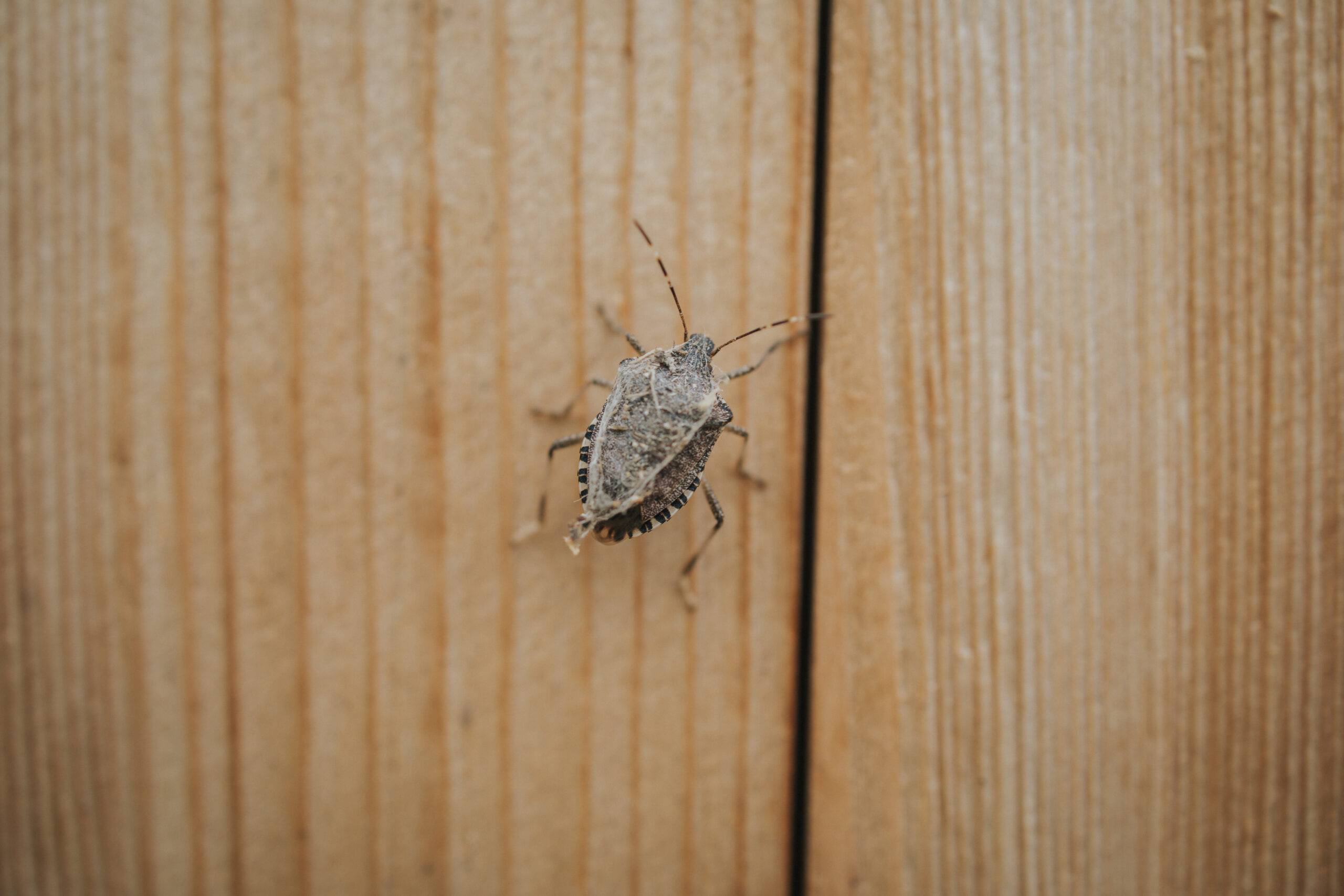 A closeup shot of a stinkbug on a wooden surface