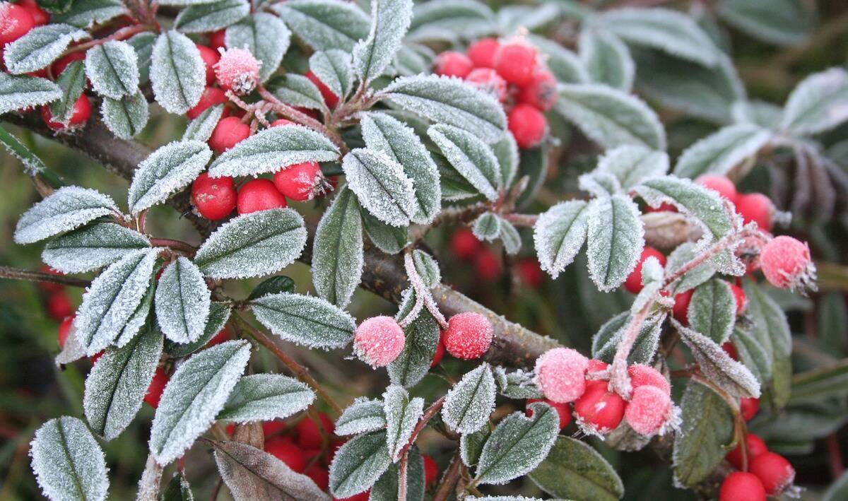 A close photo of a frost-bitten plant with berries.