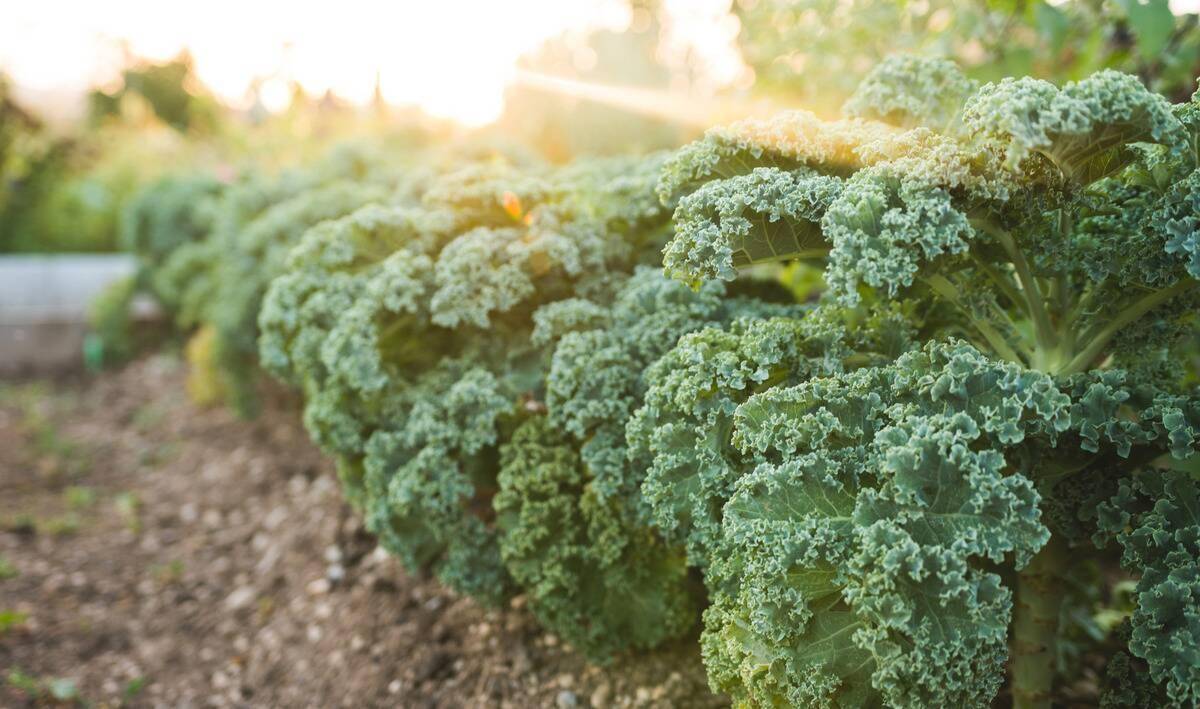 A row of fully grown kale plants.
