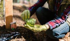 When’s The Best Time To Plant Fall Vegetables?