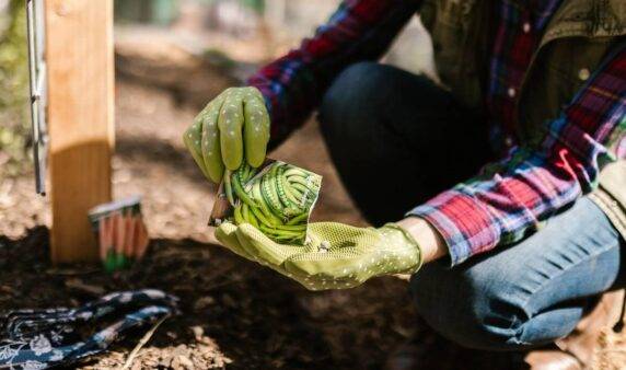 pair of hands handling a packet of pea seeds.