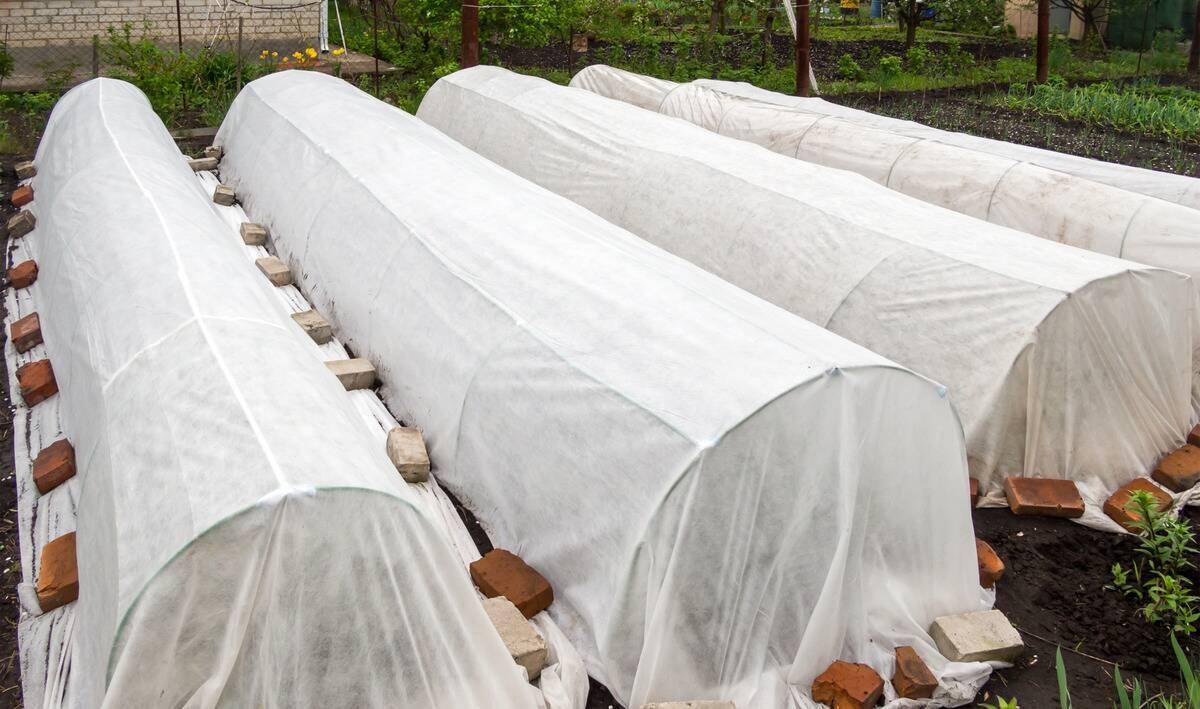 Rows of plants being covered by floating row covers.