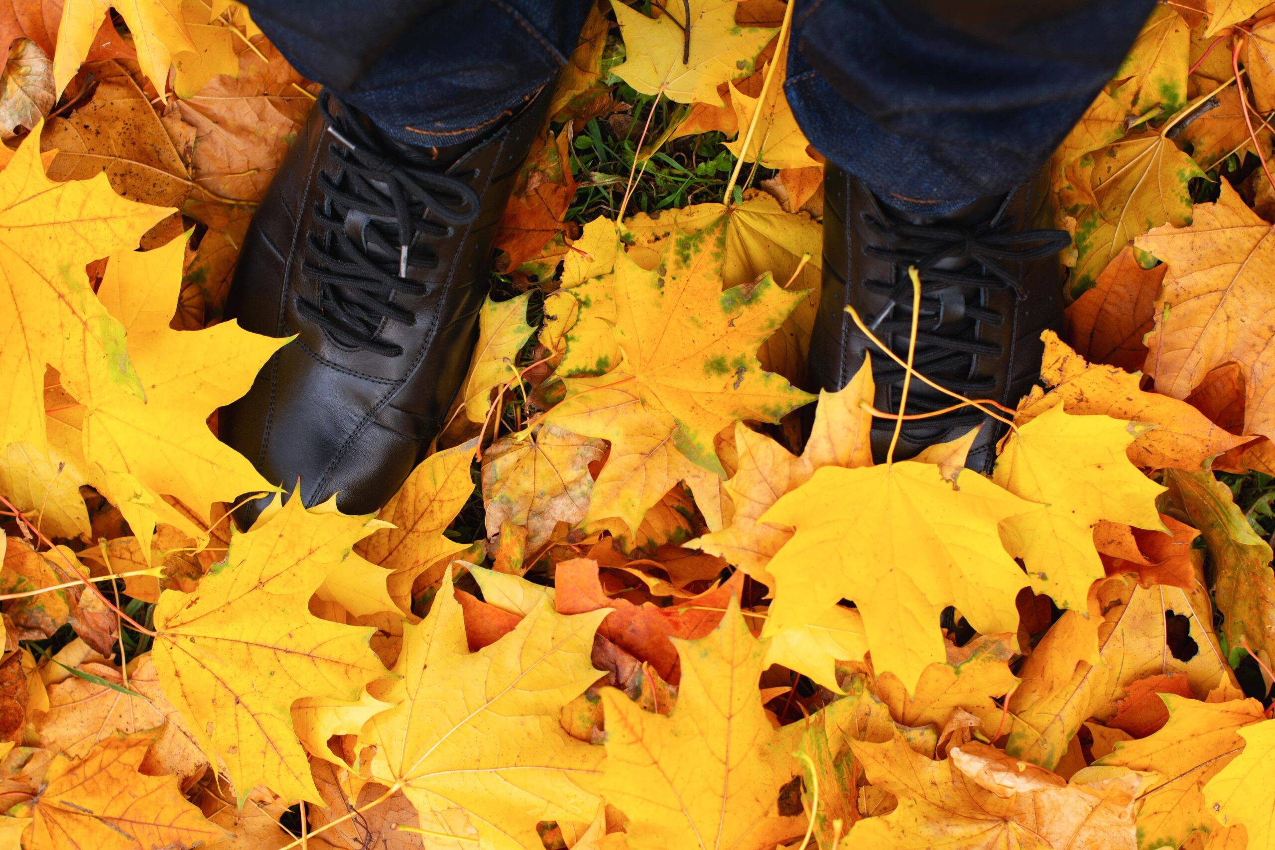 A person's two black shoes standing in a small pile of yellow autumn leaves.