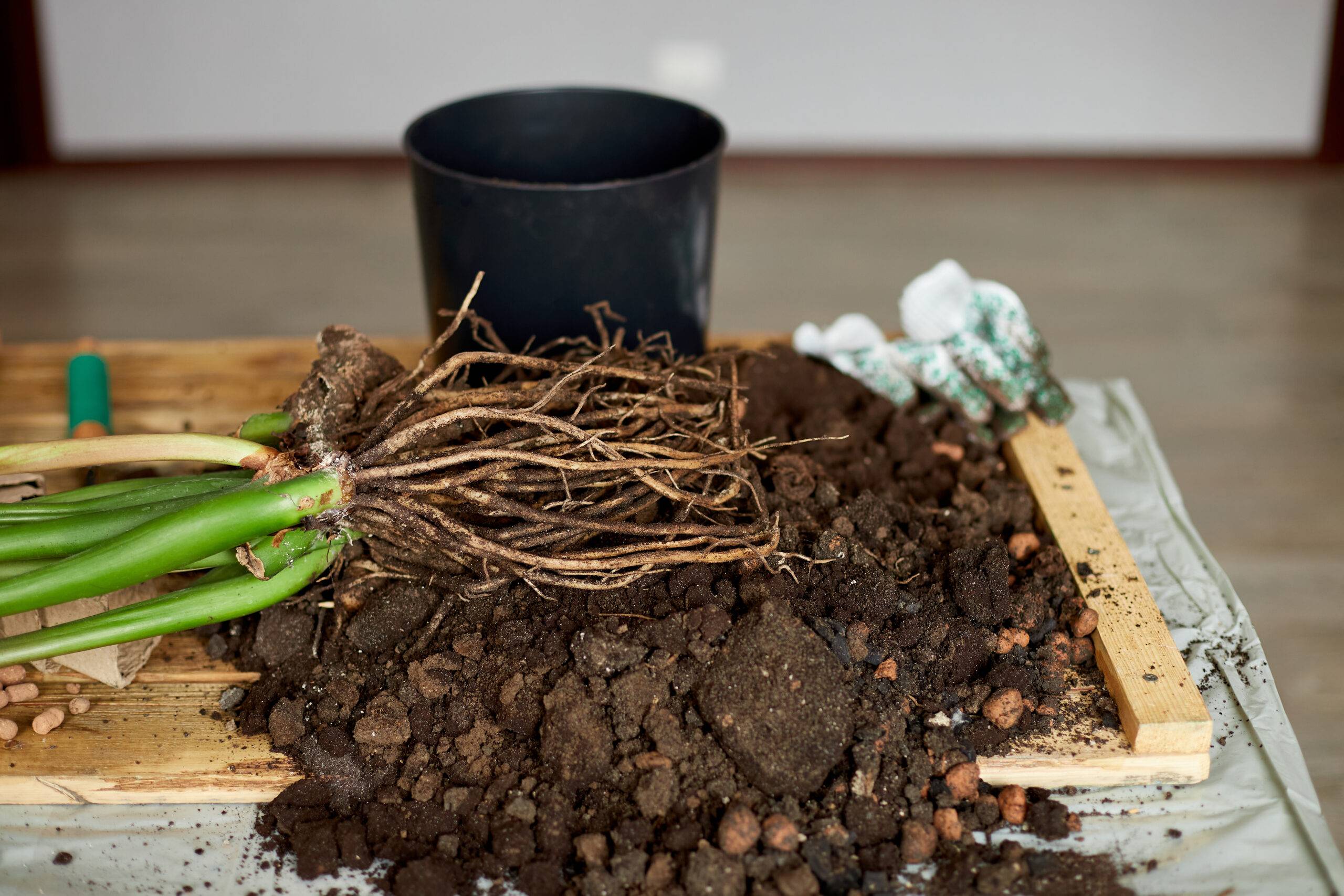 Gardening equipment with plants and soil pile on wooden table Hobbies and leisure, home gardening, Cultivation and caring for indoor potted plants. Zamioculcas Replanting the plant into the pot.