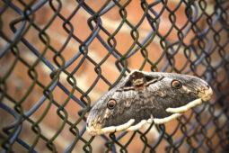 How To Stop Pests From Moving In During “Fall Crawl”