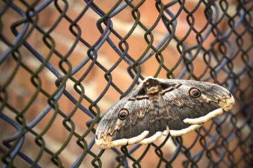 Great butterfly on a metal grid. Close up. The concept of slavery.