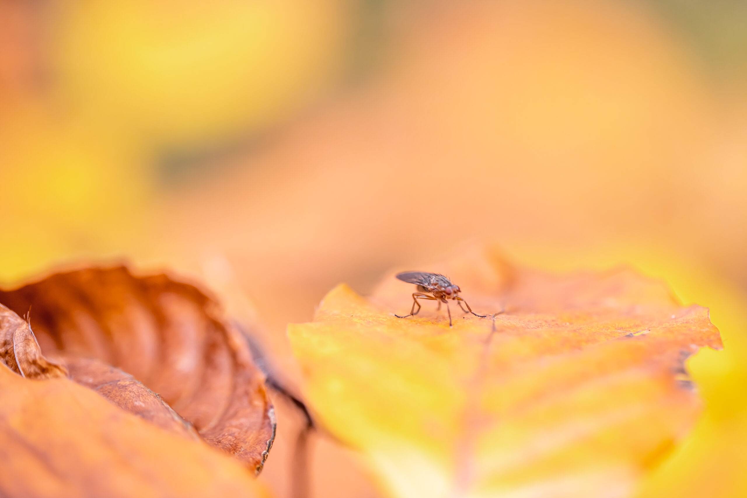 Insect on an autumn yellow leaf in the autumn forest, blurred background, macro shot.