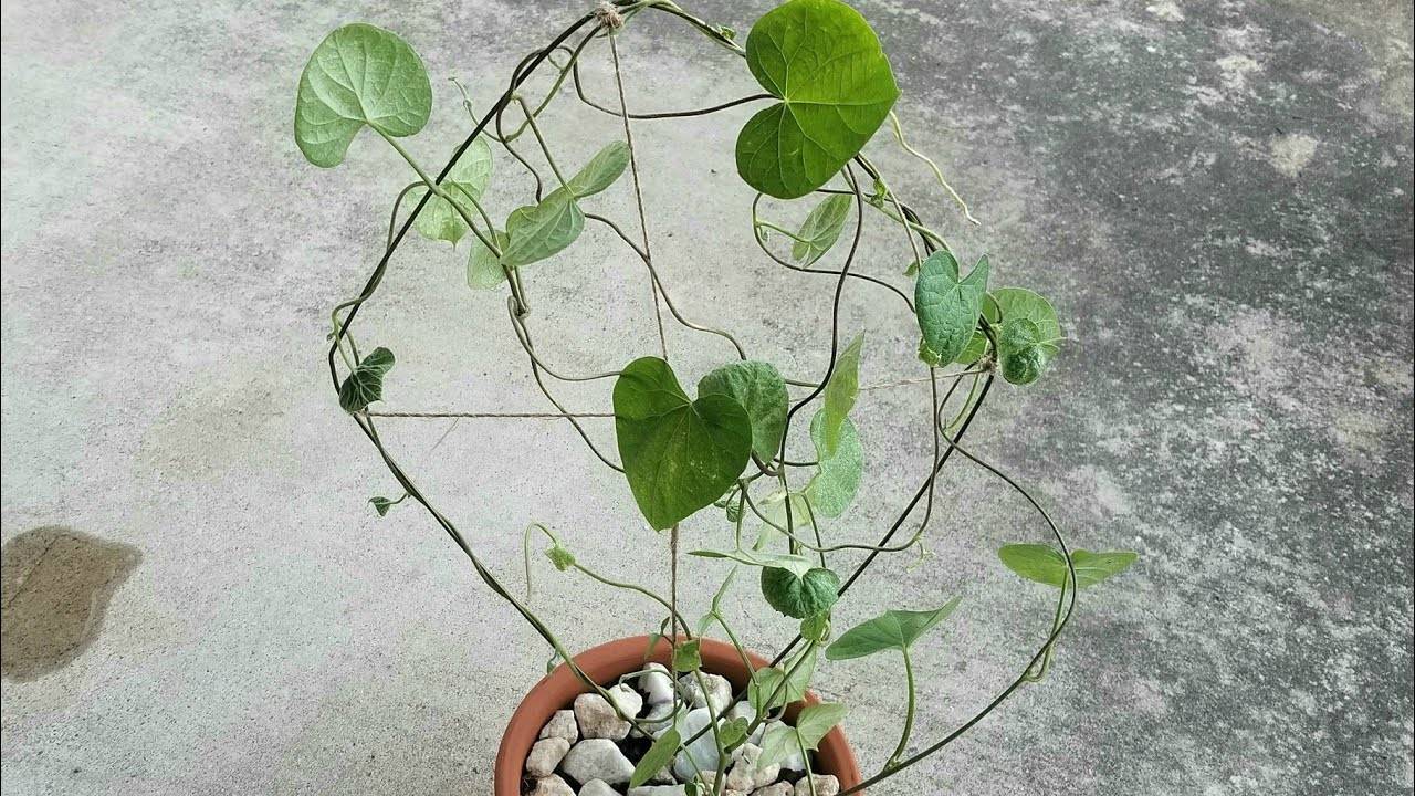 A plant growing around a frame made of a wire hanger.