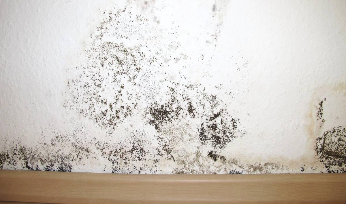 A photo of some black mold on a white wall, near the baseboards.